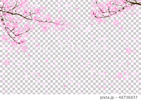 20190311 Cherry blossoms in full bloom 20190311 Cherry blossoms in full bloom 48736837