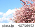 青空と雲と桜 48736952