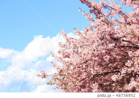 青空と雲と桜 48736952