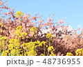 菜の花と桜と青空 48736955