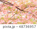 明るめの一面の桜 48736957