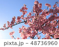 木陰からの桜 48736960
