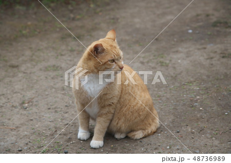 ネコ 48736989