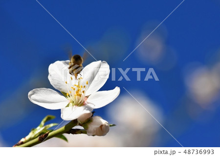 Spring background. A beautiful blooming tree. 48736993