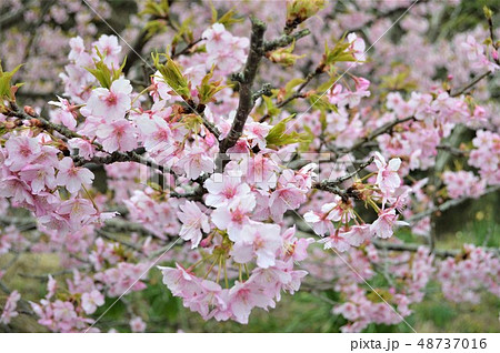 里山の桜 2 里山の桜 2 48737016