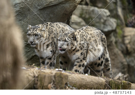 多摩動物公園のユキヒョウ母子 48737143