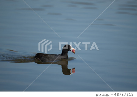 餌を咥えて泳ぐオオバン！ 48737215