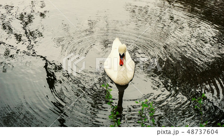白鳥 コハクチョウ 寒中見舞い用ハガキ素材 冬 湖 写真 ハガキ 案内 状 公演 白鳥 コハクチョウ 寒中見舞い用ハガキ素材 冬 湖 写真 ハガキ 案内 状 公演 48737604