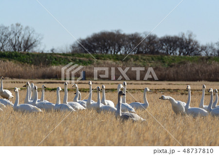 えさ場にて えさ場にて 48737810