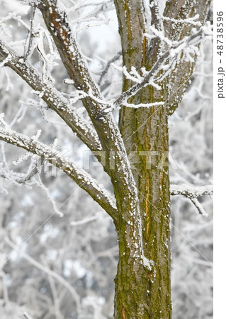 Winter tree 48738596