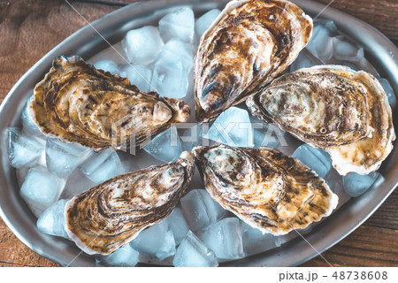 Raw oysters on the metal tray 48738608