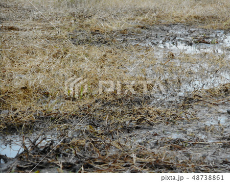 草地の水たまり 草地の水たまり 48738861