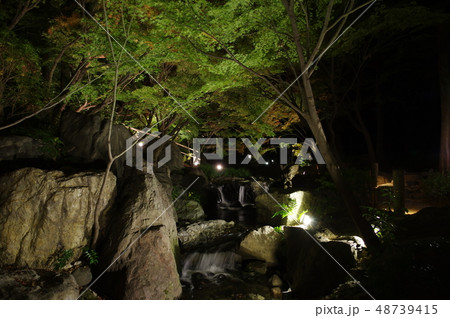 平成30 白鳥庭園紅葉 平成30 白鳥庭園紅葉 48739415