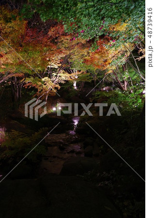 平成３０　白鳥庭園紅葉 48739416