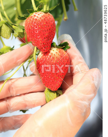 いちご いちご狩り イメージ 48739625