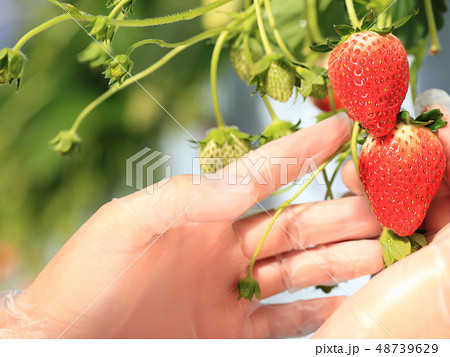 いちご いちご狩り イメージ 48739629