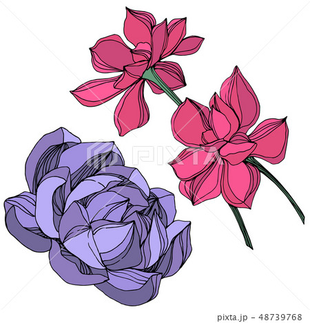 Vector Jungle botanical succulent flower. Engraved ink art illustration. Isolated succulents Vector Jungle botanical succulent flower. Engraved ink art illustration. Isolated succulents 48739768