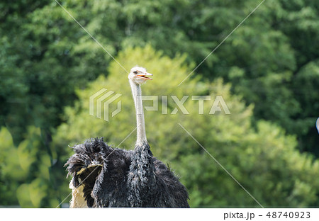 ダチョウの放牧 / 北海道ニセコの風景 48740923