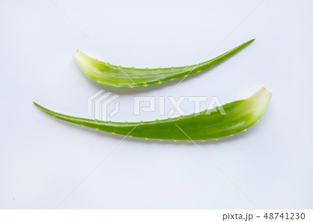 Aloe vera is a popular medicinal plant for health Aloe vera is a popular medicinal plant for health 48741230