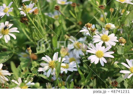Daisy flower in tropical Daisy flower in tropical 48741231