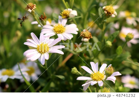 Daisy flower in tropical Daisy flower in tropical 48741232