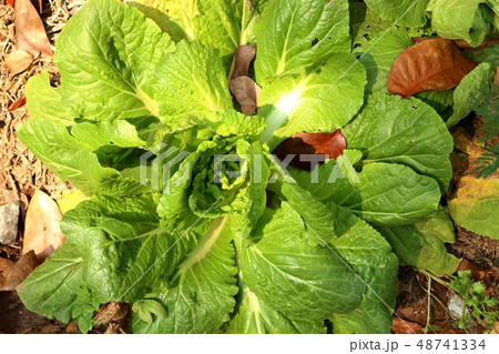 Early cabbage in farm Early cabbage in farm 48741334