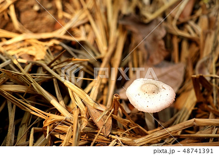 Mushroom on the straw Mushroom on the straw 48741391