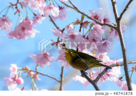 青空のもと陽光桜に憩うメジロ 48741878