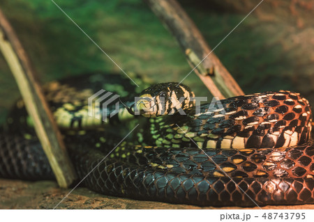 Black snake with yellow spots 48743795