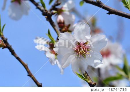 Almond Almond 48744756