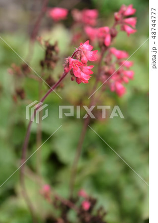 Ruby Bells 48744777