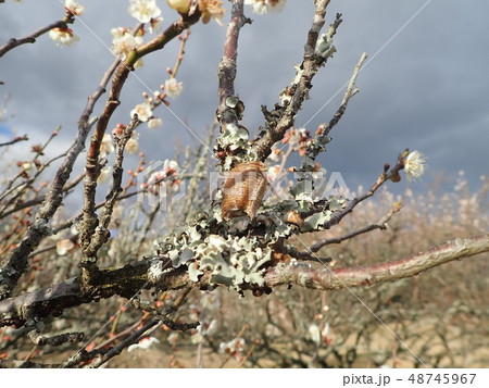 カマキリの卵 48745967