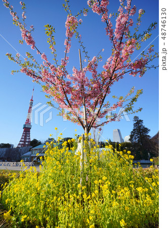 日本の東京都市景観　港区立芝公園の「港区政70周年記念植樹のカンザクラ」や東京タワーなどを望む 48746130