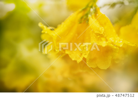 Tree plant in nature 48747512