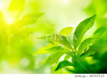 Tree plant in nature 48747513