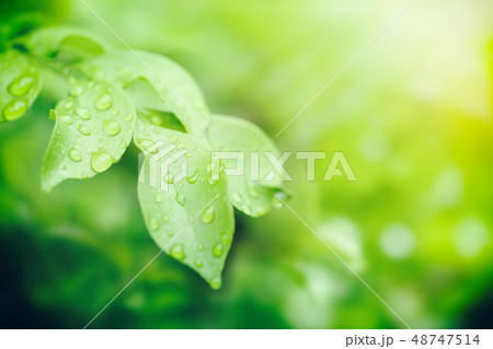 Tree plant in nature Tree plant in nature 48747514