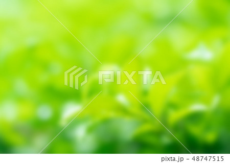 Blur of green tree plant Blur of green tree plant 48747515