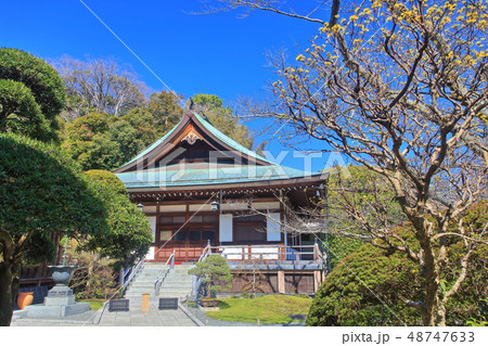 【神奈川県】晴天下の報国寺 【神奈川県】晴天下の報国寺 48747633