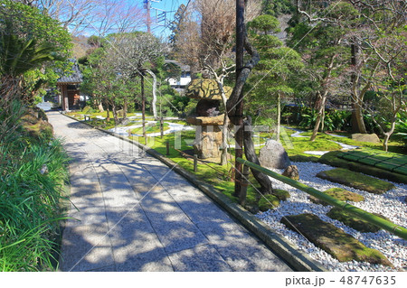 【神奈川県】晴天下の報国寺 【神奈川県】晴天下の報国寺 48747635