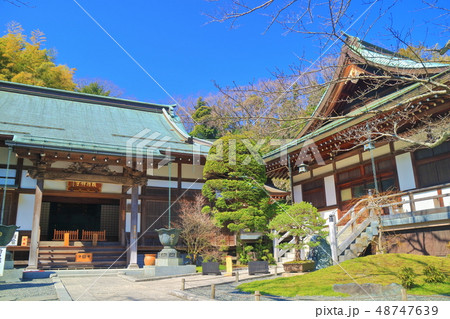 【神奈川県】晴天下の報国寺の本堂 【神奈川県】晴天下の報国寺の本堂 48747639