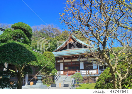 【神奈川県】晴天下の報国寺 48747642