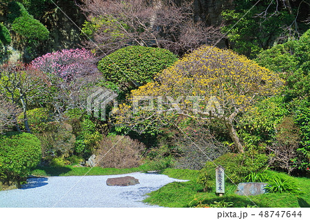 【神奈川県】晴天下の報国寺の枯山水 48747644