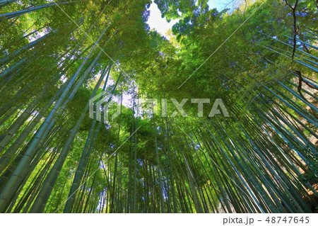 【神奈川県】報国寺の竹の庭 【神奈川県】報国寺の竹の庭 48747645