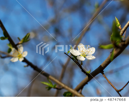 Close-up of white flowers on a cherry tree branch 48747668