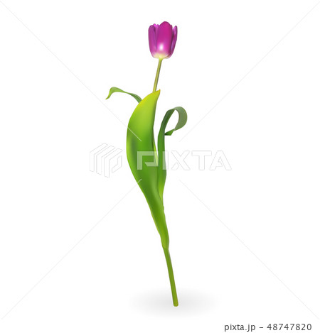 Beautiful tulips on white background. Vector 48747820
