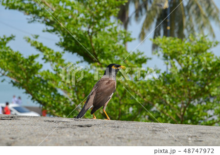 インドハッカ 48747972