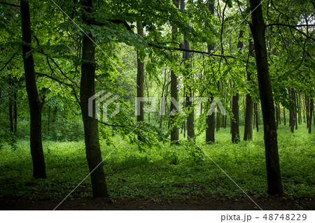 Foggy forest with tall trees 48748229
