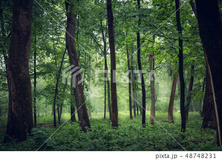 misty forest with tall trees misty forest with tall trees 48748231