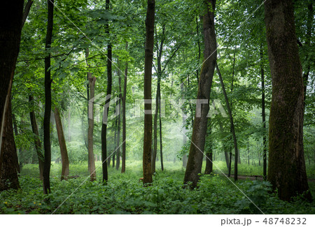 Foggy, misty forest with tall trees 48748232