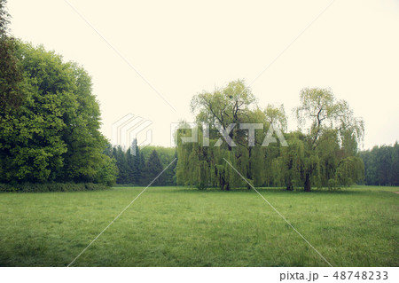 willow tree in a meadow willow tree in a meadow 48748233